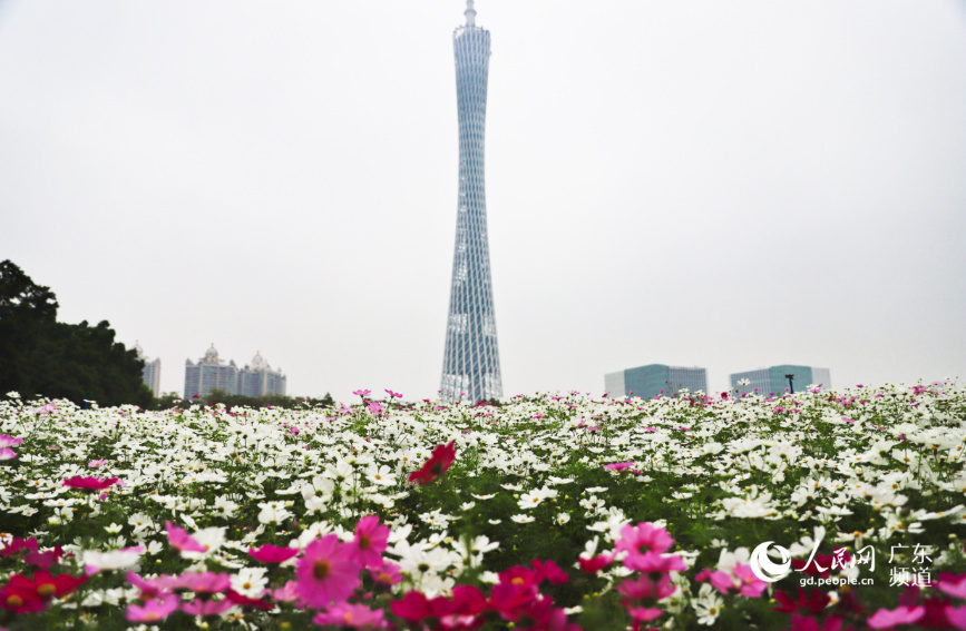 广州塔下，花海灿烂