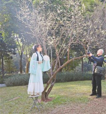 深圳中心公园绿萼梅花悄然绽放引市民打卡