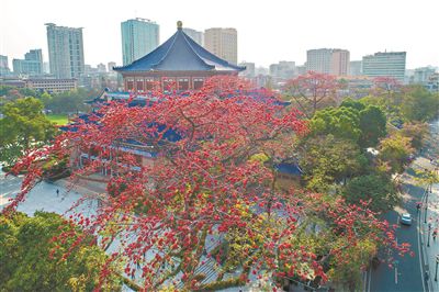 广州：红似染，人道木棉雄