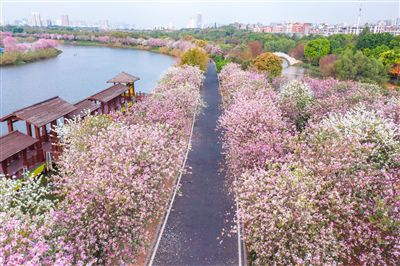 广州：水绿山蓝花似锦，不负春光