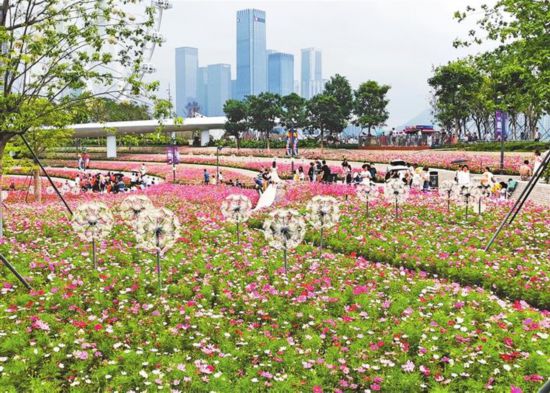 深圳：格桑花开蝴蝶来 相约初夏好时光