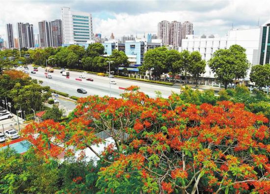 凤凰木：花开时节红动深圳