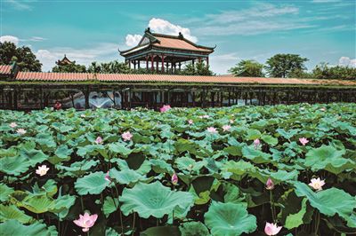 广州：藕花珠缀，凭栏十里送清香