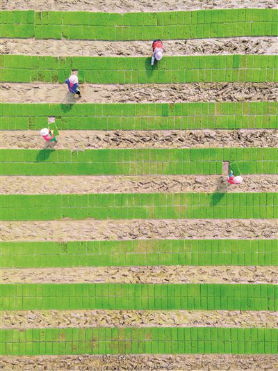 廣州：春來土壤肥 人勤備耕忙