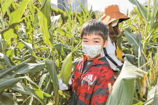 深圳福田CBD玉米地豐收了