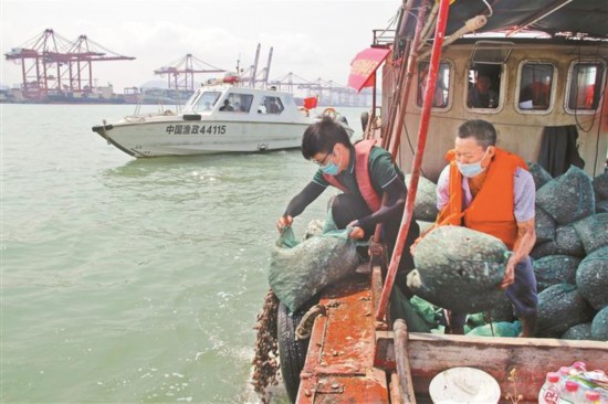 深圳放流300萬粒蛤 補償海洋生態